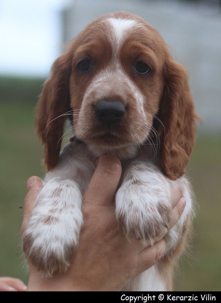 du Domaine de Kérarzic Vilin - Chiot disponible  - Welsh Springer Spaniel