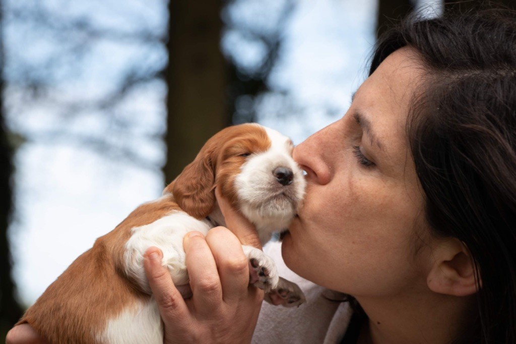 chiot Welsh Springer Spaniel du Domaine de Kérarzic Vilin