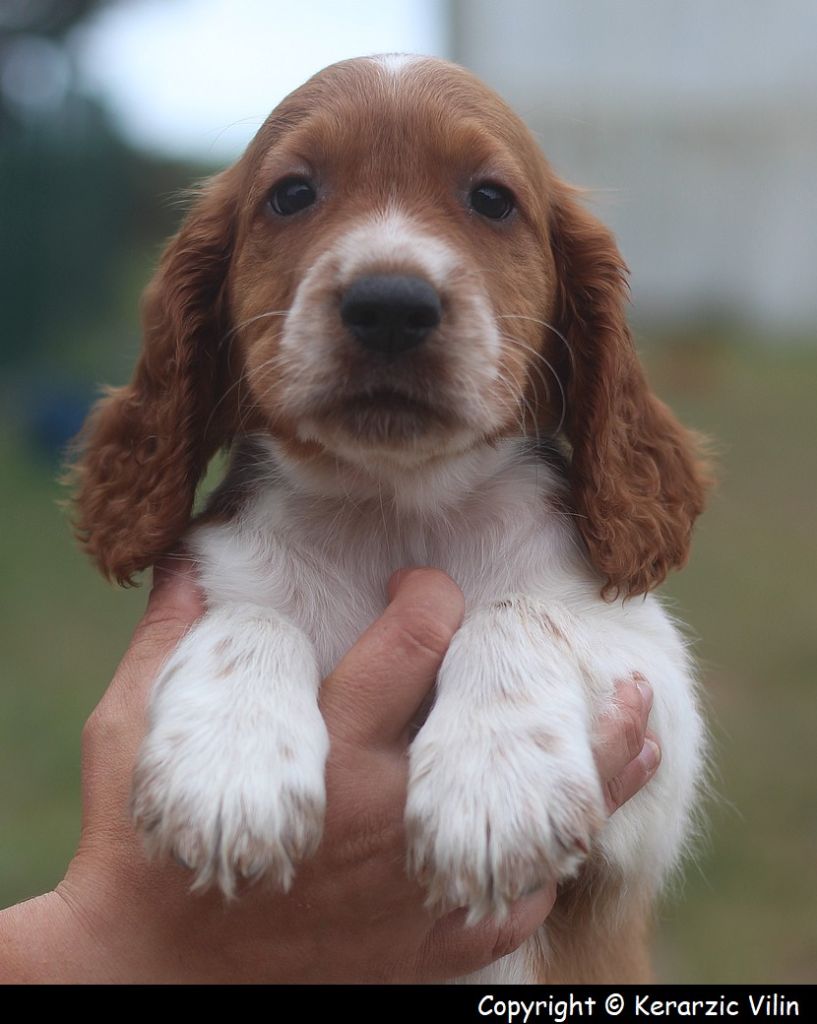 du Domaine de Kérarzic Vilin - Chiot disponible  - Welsh Springer Spaniel