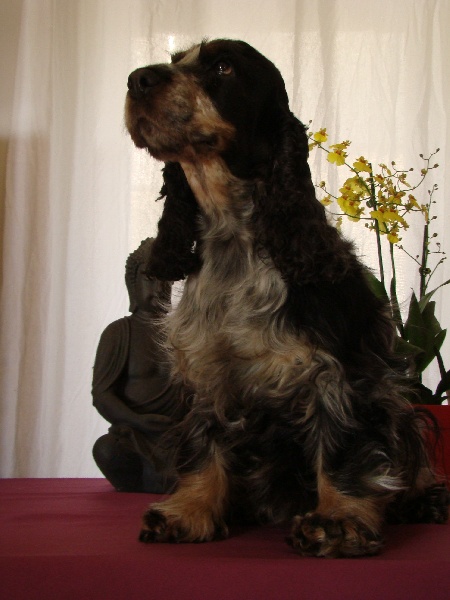 Charmy girl du Domaine de Kérarzic Vilin
