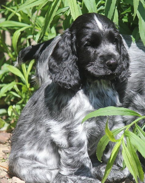 Ice cream du Domaine de Kérarzic Vilin