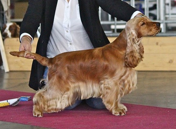 Ice tea time du Domaine de Kérarzic Vilin