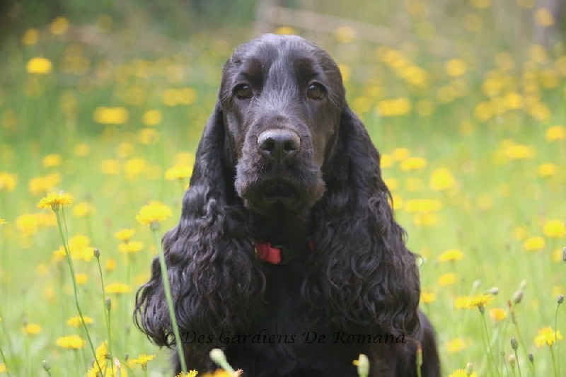 Glee star du Domaine de Kérarzic Vilin