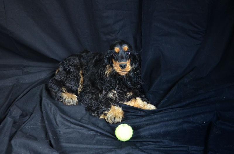 Holly dolly du Domaine de Kérarzic Vilin