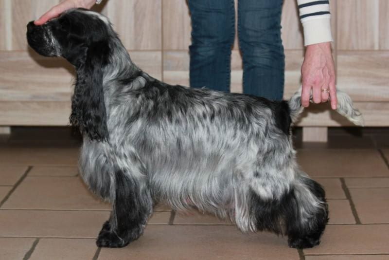 CH. Hakuna matata du Domaine de Kérarzic Vilin