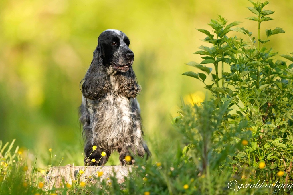 CH. Obladi oblada du Domaine de Kérarzic Vilin