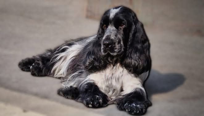 Shania twain du Domaine de Kérarzic Vilin