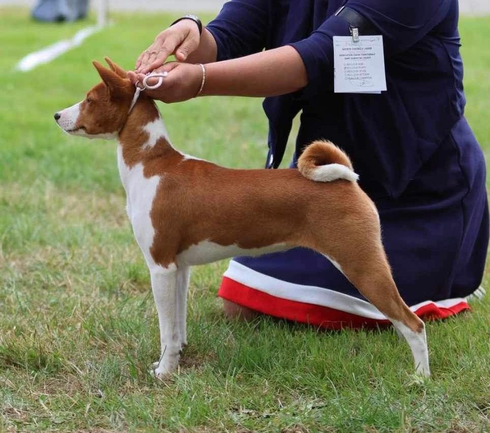 Transylvanian Black Diamond Fanta