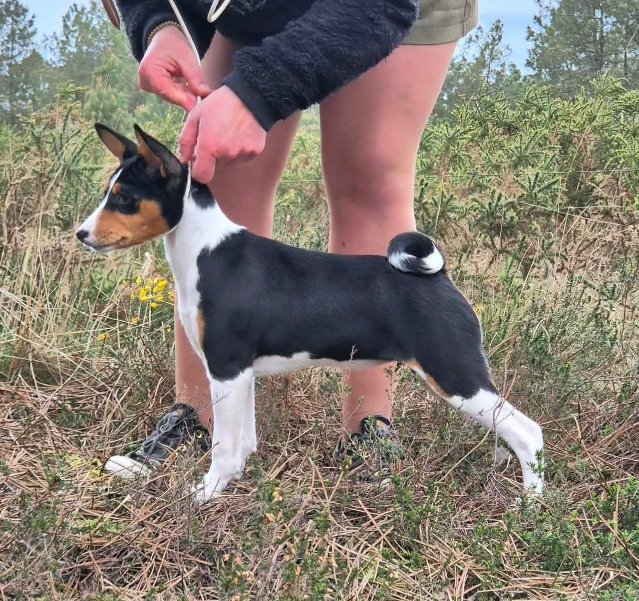 Addis Abeba du Domaine de Kérarzic Vilin