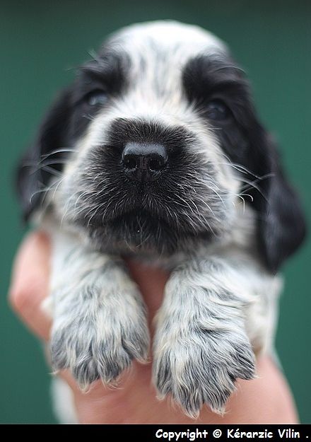 du Domaine de Kérarzic Vilin - Chiots disponibles - Cocker Spaniel Anglais