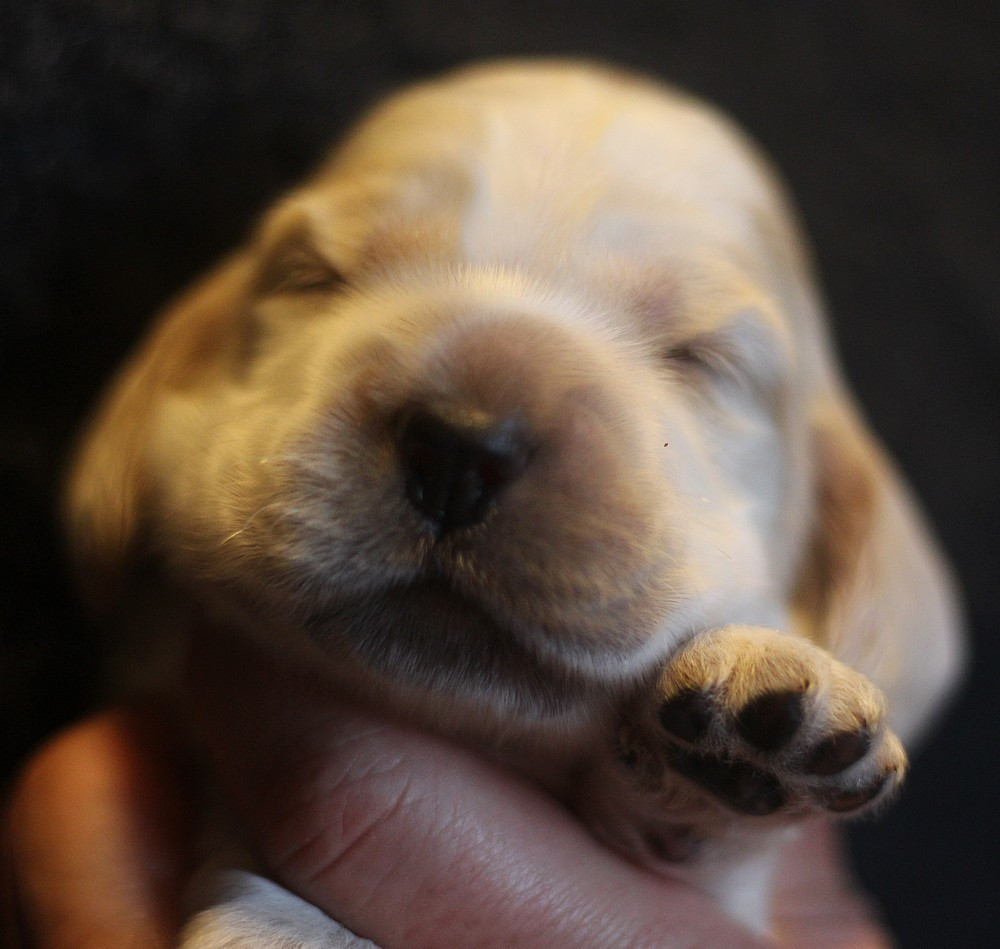 du Domaine de Kérarzic Vilin - Chiots disponibles - Cocker Spaniel Anglais