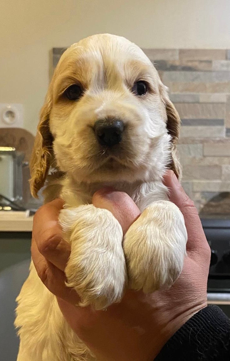 du Domaine de Kérarzic Vilin - Cocker Spaniel Anglais - Portée née le 01/01/2026