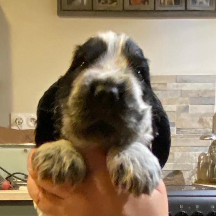 du Domaine de Kérarzic Vilin - Cocker Spaniel Anglais - Portée née le 01/01/2026