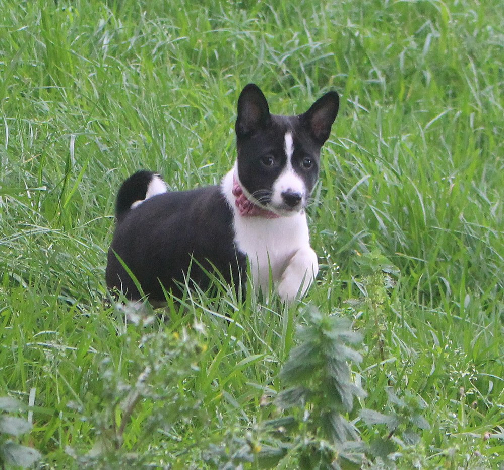 du Domaine de Kérarzic Vilin - Basenji - Portée née le 29/12/2025