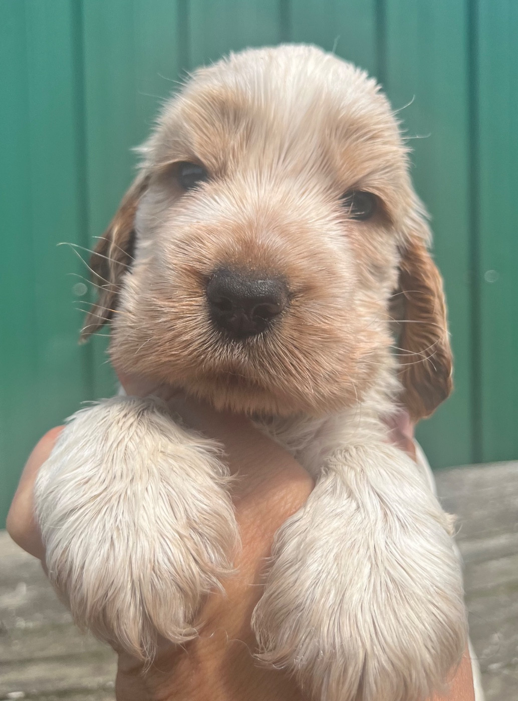 du Domaine de Kérarzic Vilin - Chiots disponibles - Cocker Spaniel Anglais