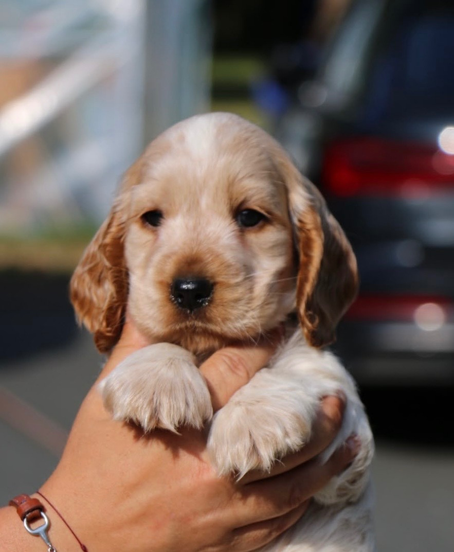 du Domaine de Kérarzic Vilin - Chiots disponibles - Cocker Spaniel Anglais