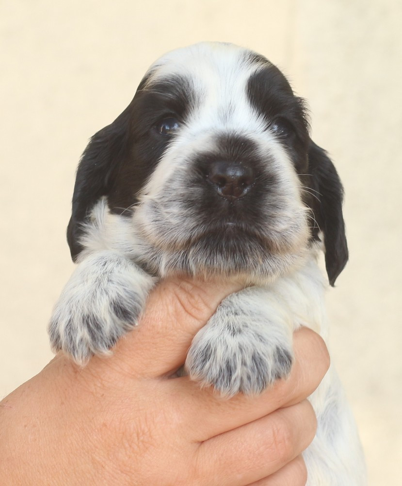 du Domaine de Kérarzic Vilin - Chiots disponibles - Cocker Spaniel Anglais