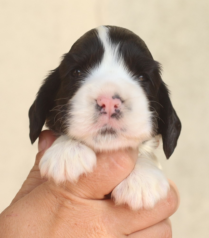 du Domaine de Kérarzic Vilin - Chiots disponibles - Cocker Spaniel Anglais