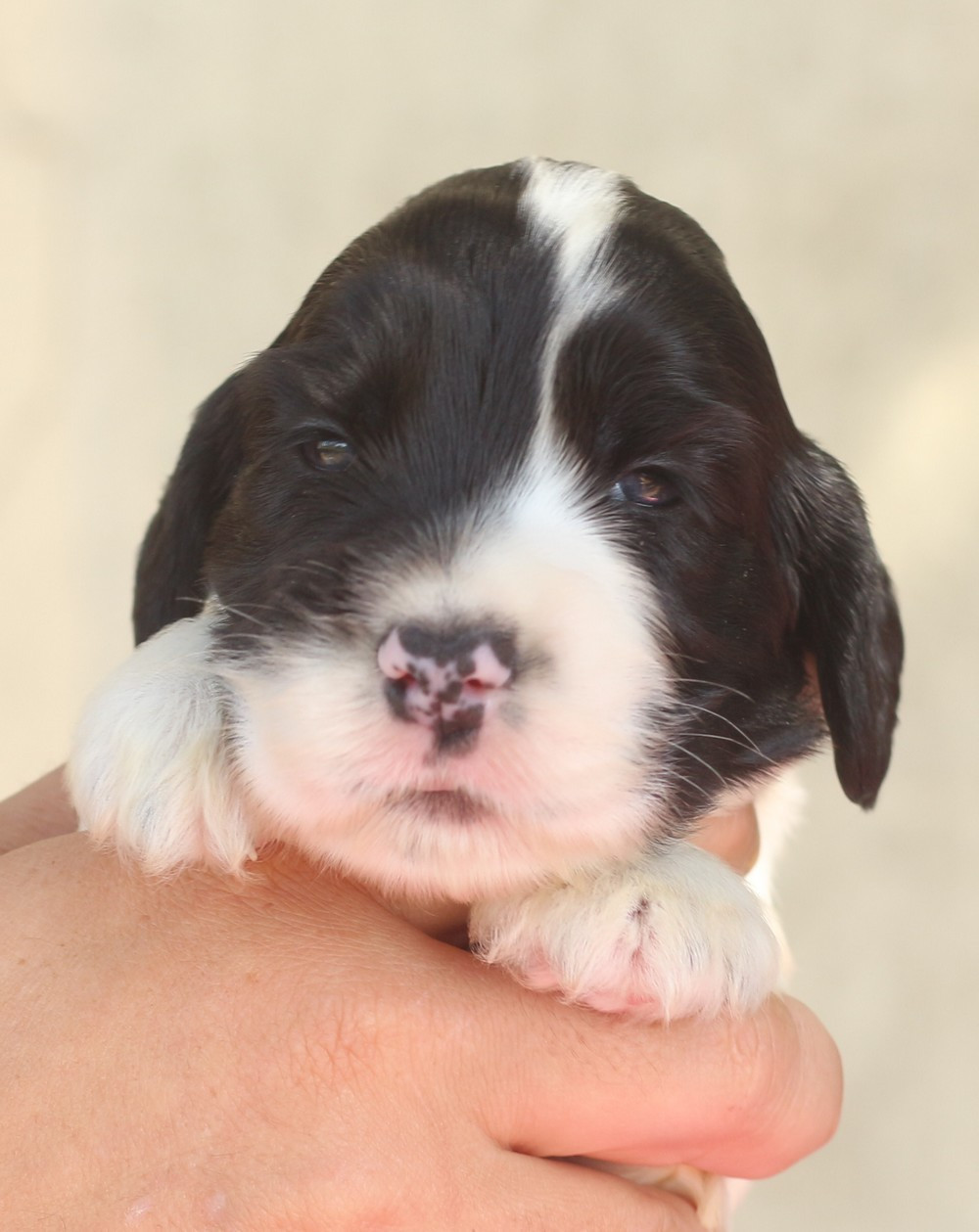 du Domaine de Kérarzic Vilin - Chiots disponibles - Cocker Spaniel Anglais