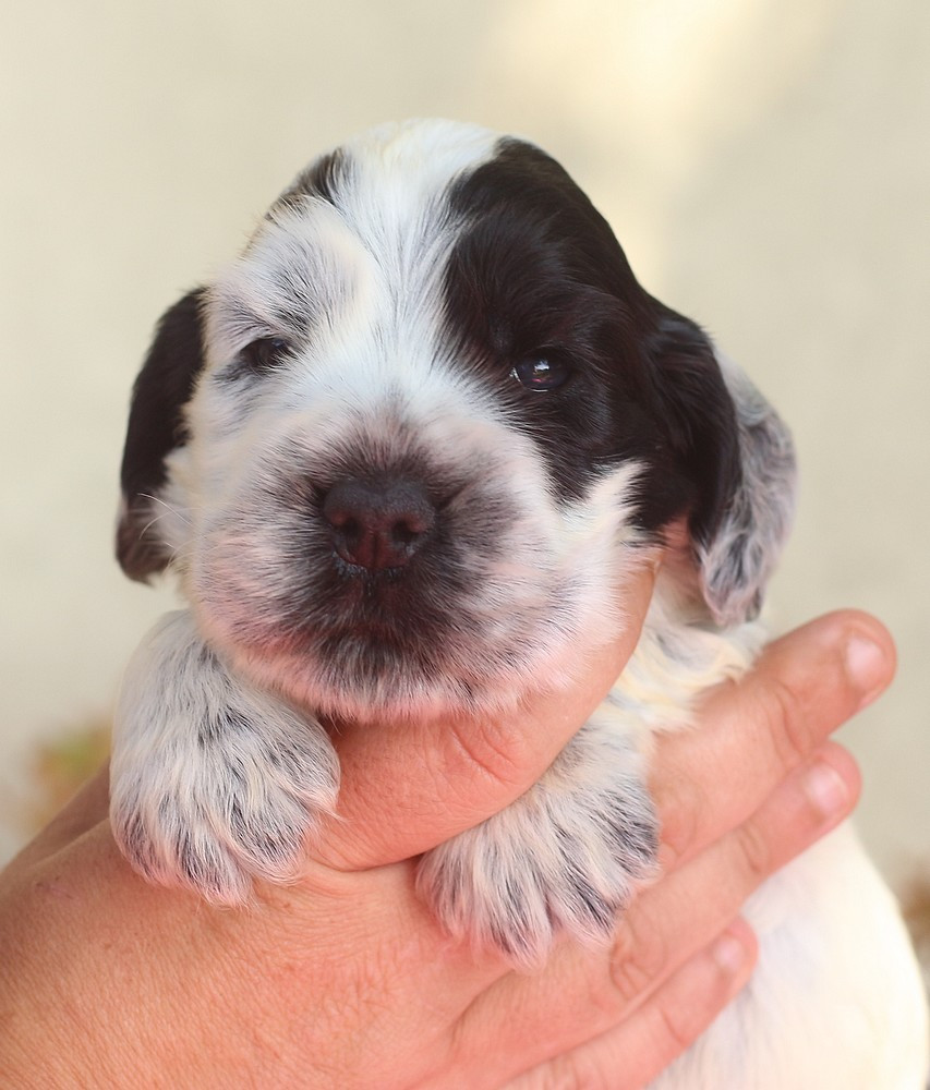 du Domaine de Kérarzic Vilin - Chiots disponibles - Cocker Spaniel Anglais