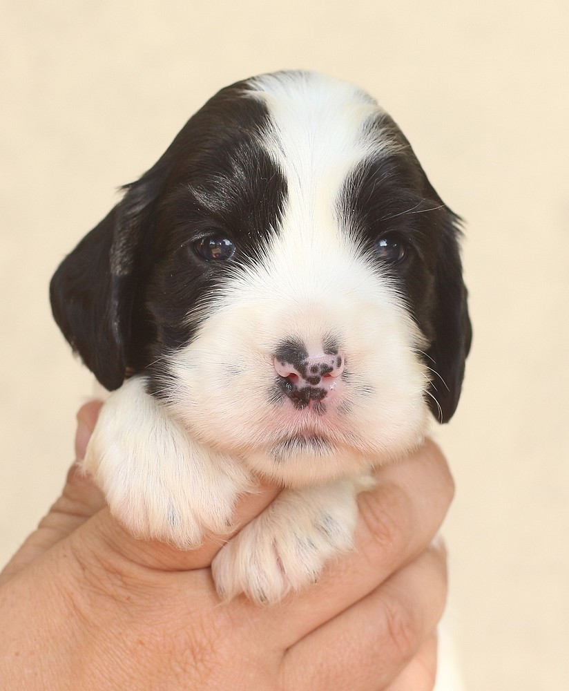 du Domaine de Kérarzic Vilin - Chiots disponibles - Cocker Spaniel Anglais