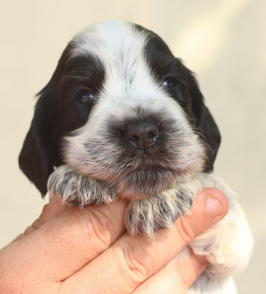 du Domaine de Kérarzic Vilin - Chiots disponibles - Cocker Spaniel Anglais