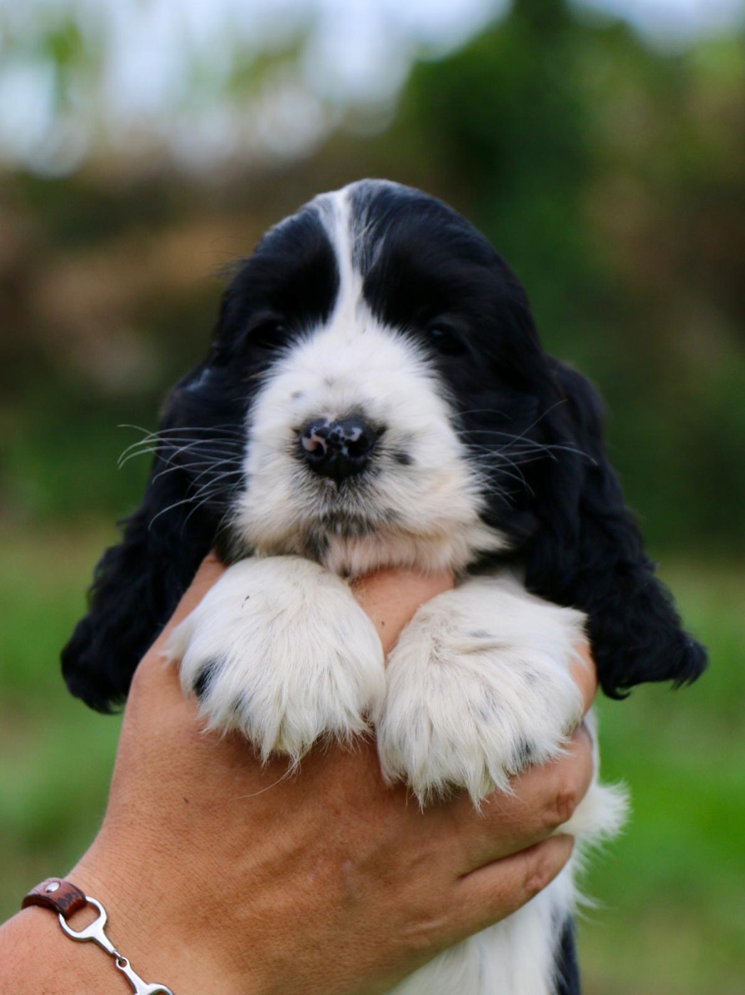 du Domaine de Kérarzic Vilin - Chiots disponibles - Cocker Spaniel Anglais