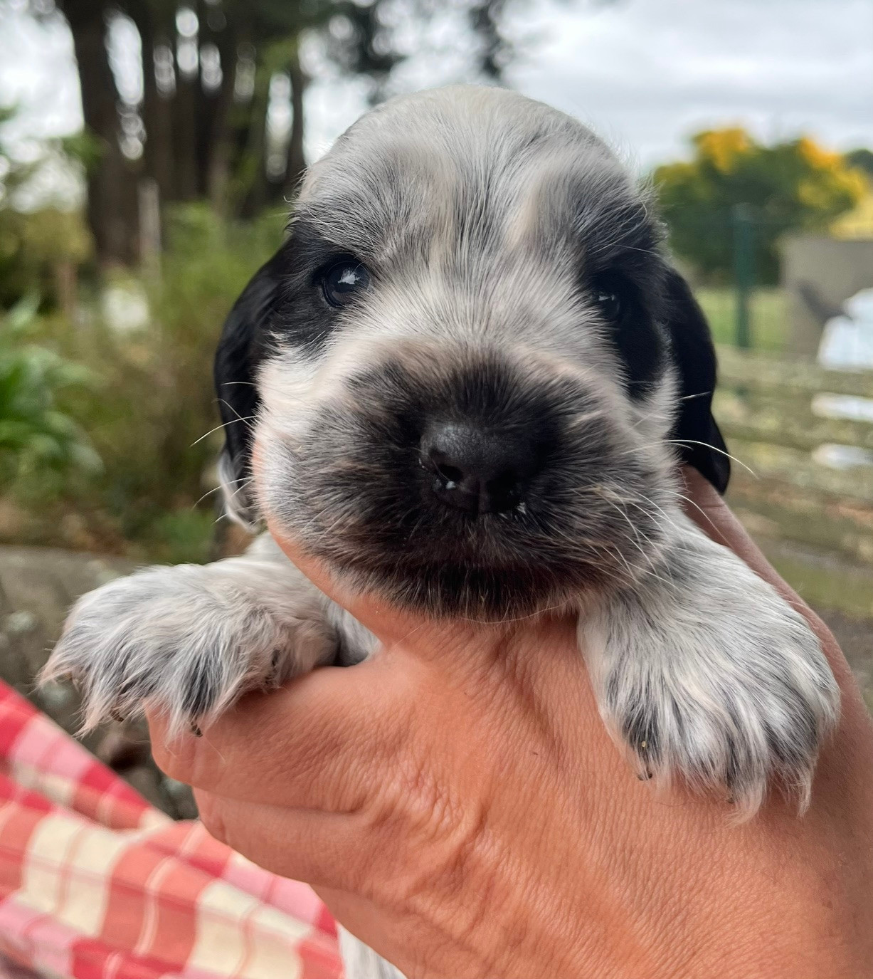 du Domaine de Kérarzic Vilin - Chiots disponibles - Cocker Spaniel Anglais