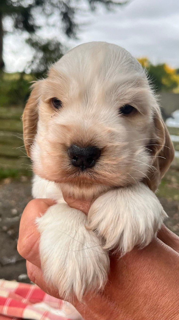 du Domaine de Kérarzic Vilin - Chiots disponibles - Cocker Spaniel Anglais