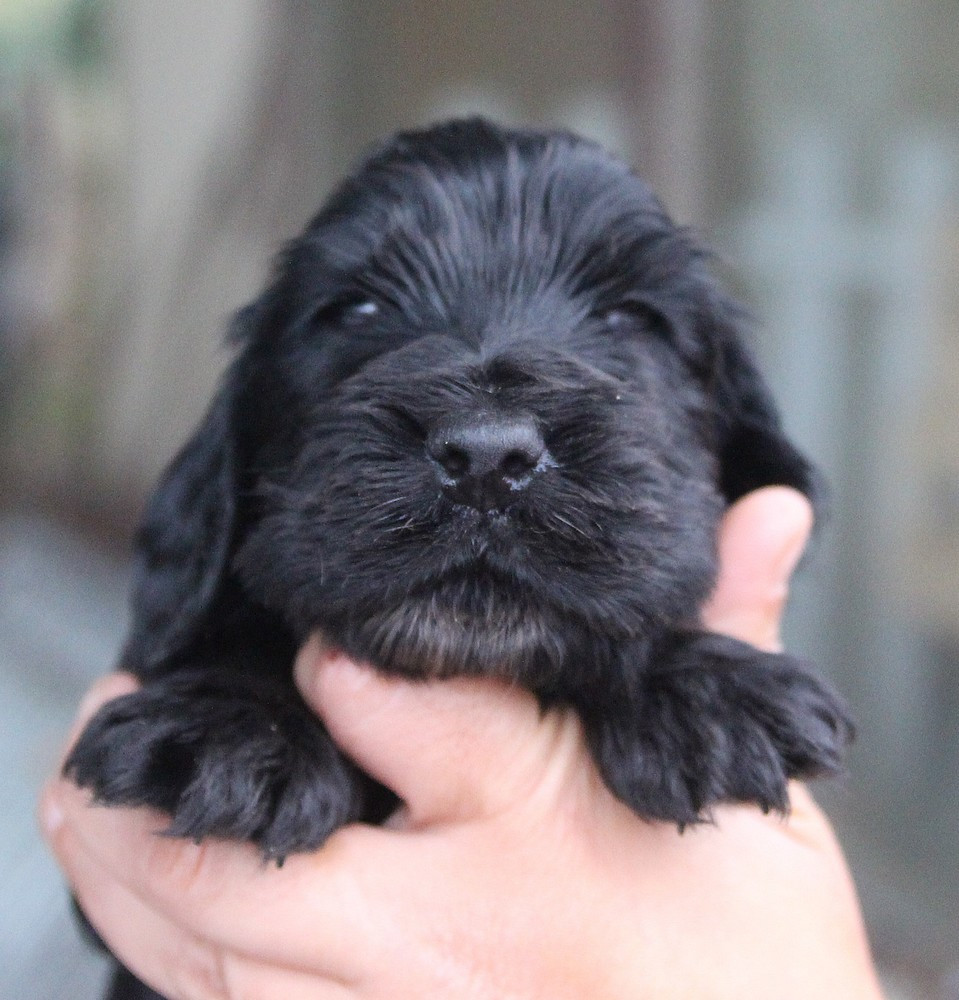 du Domaine de Kérarzic Vilin - Chiots disponibles - Cocker Spaniel Anglais