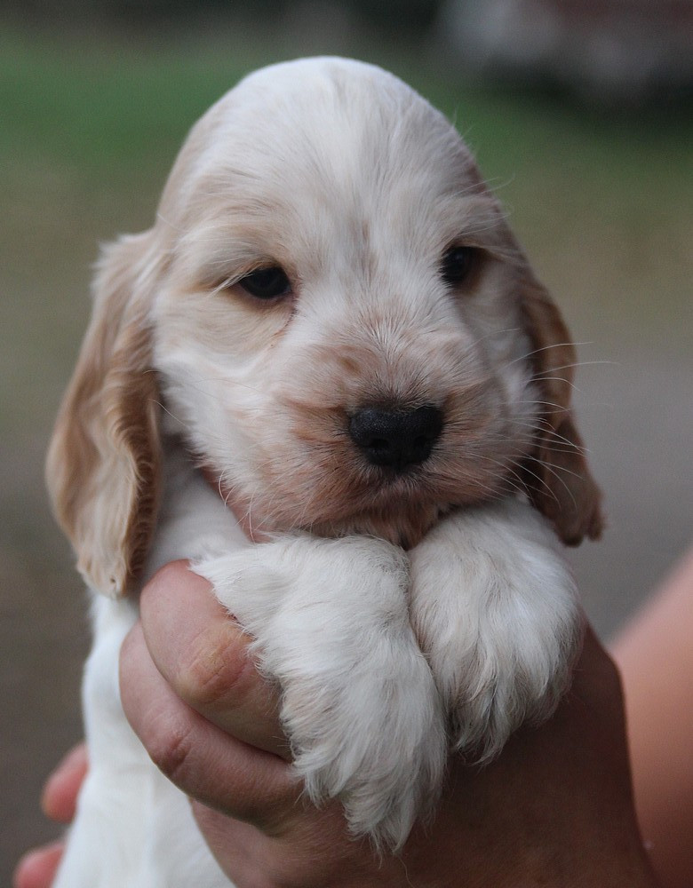 du Domaine de Kérarzic Vilin - Cocker Spaniel Anglais - Portée née le 19/08/2026