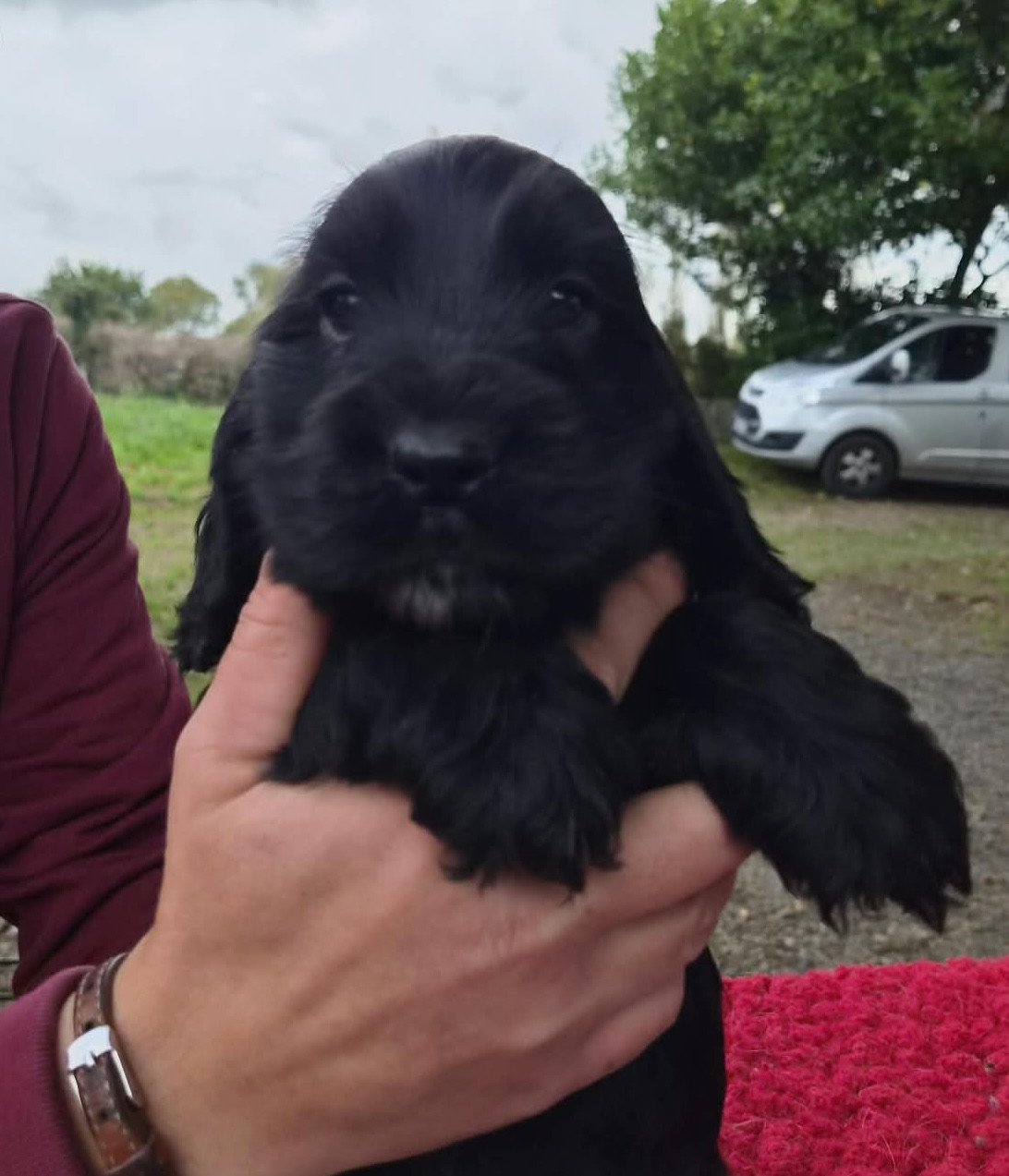 du Domaine de Kérarzic Vilin - Chiots disponibles - Cocker Spaniel Anglais