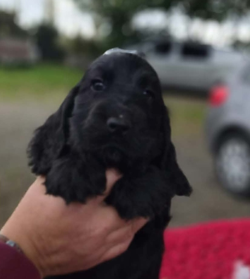 du Domaine de Kérarzic Vilin - Chiots disponibles - Cocker Spaniel Anglais