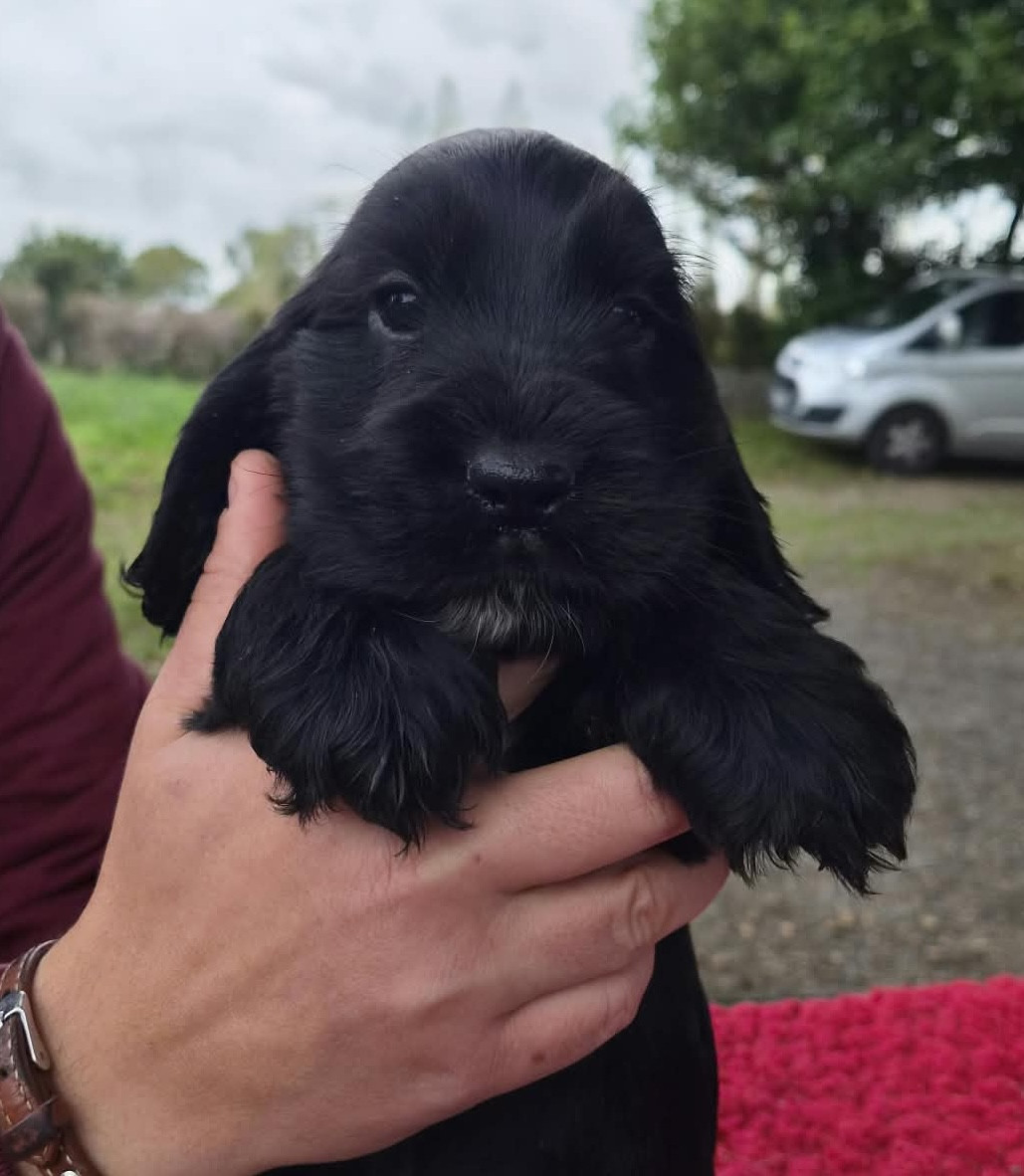Chiot Cocker Spaniel Anglais du Domaine de Kérarzic Vilin