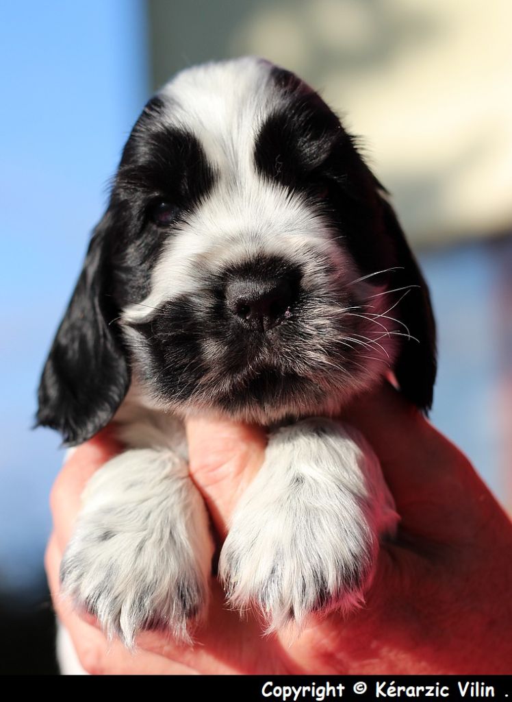 du Domaine de Kérarzic Vilin - Cocker Spaniel Anglais - Portée née le 25/10/2021