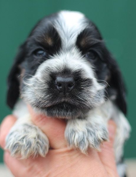 du Domaine de Kérarzic Vilin - Chiots disponibles - Cocker Spaniel Anglais