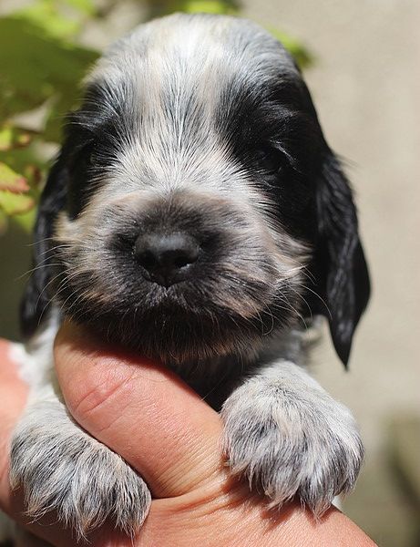 du Domaine de Kérarzic Vilin - Chiots disponibles - Cocker Spaniel Anglais