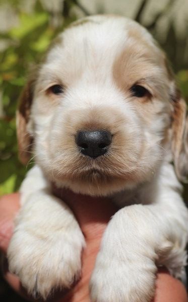 du Domaine de Kérarzic Vilin - Chiots disponibles - Cocker Spaniel Anglais