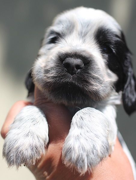 du Domaine de Kérarzic Vilin - Chiots disponibles - Cocker Spaniel Anglais