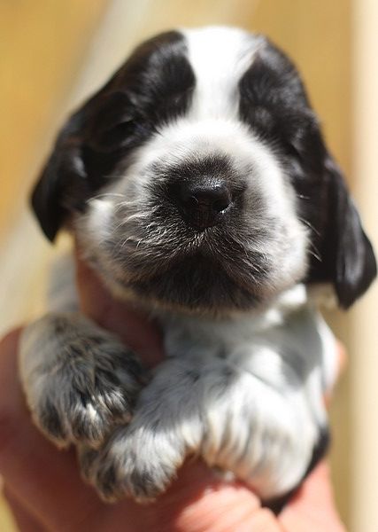 du Domaine de Kérarzic Vilin - Chiots disponibles - Cocker Spaniel Anglais