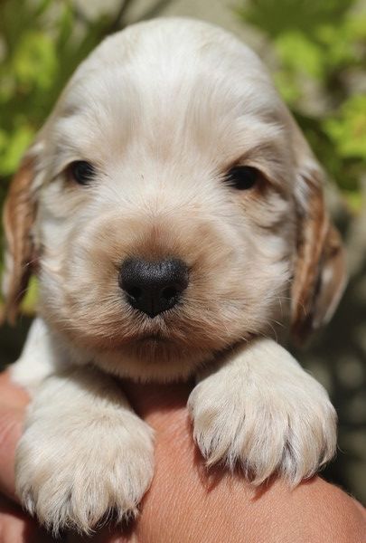 du Domaine de Kérarzic Vilin - Chiots disponibles - Cocker Spaniel Anglais