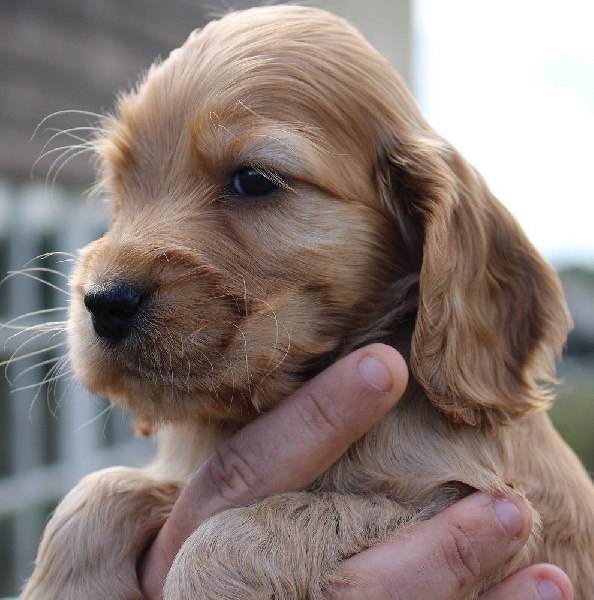 du Domaine de Kérarzic Vilin - Cocker Spaniel Anglais - Portée née le 02/07/2014