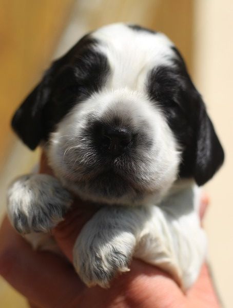 du Domaine de Kérarzic Vilin - Chiots disponibles - Cocker Spaniel Anglais