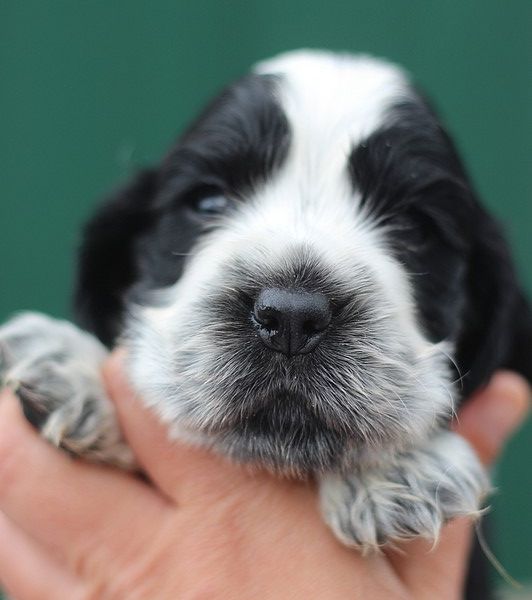 du Domaine de Kérarzic Vilin - Chiots disponibles - Cocker Spaniel Anglais