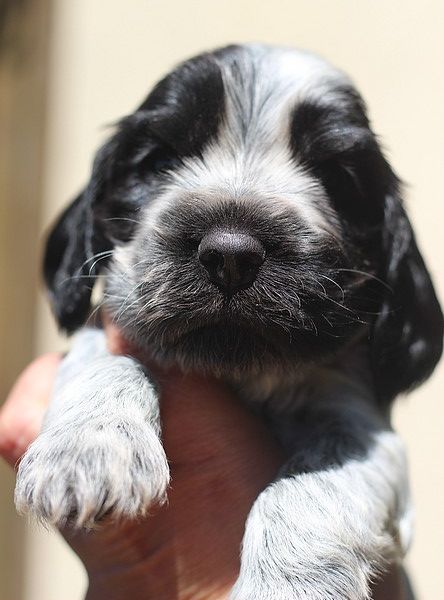 du Domaine de Kérarzic Vilin - Chiots disponibles - Cocker Spaniel Anglais