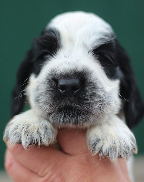 du Domaine de Kérarzic Vilin - Chiots disponibles - Cocker Spaniel Anglais