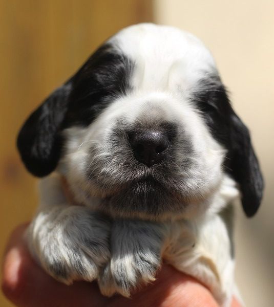 du Domaine de Kérarzic Vilin - Chiots disponibles - Cocker Spaniel Anglais