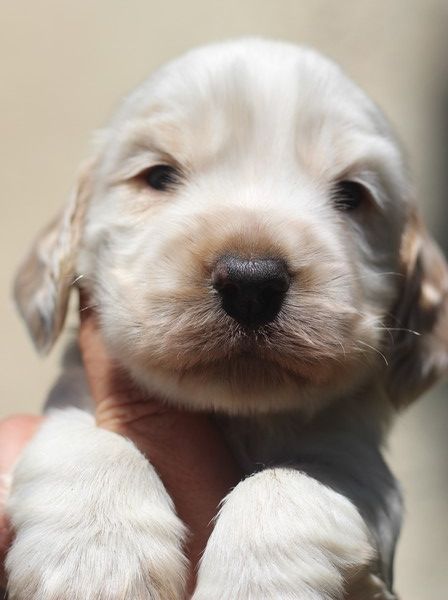 du Domaine de Kérarzic Vilin - Chiots disponibles - Cocker Spaniel Anglais